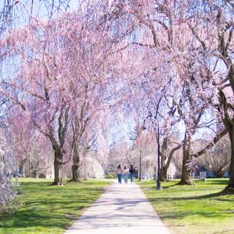 Row of cherry blossom trees with three students walking in between 